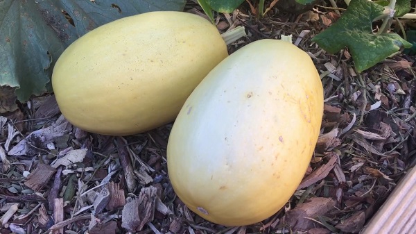 How to tell if spaghetti squash is ripe