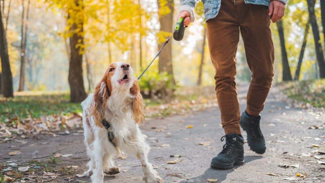 Eight Ways to Keep Your Pet Happy and Healthy