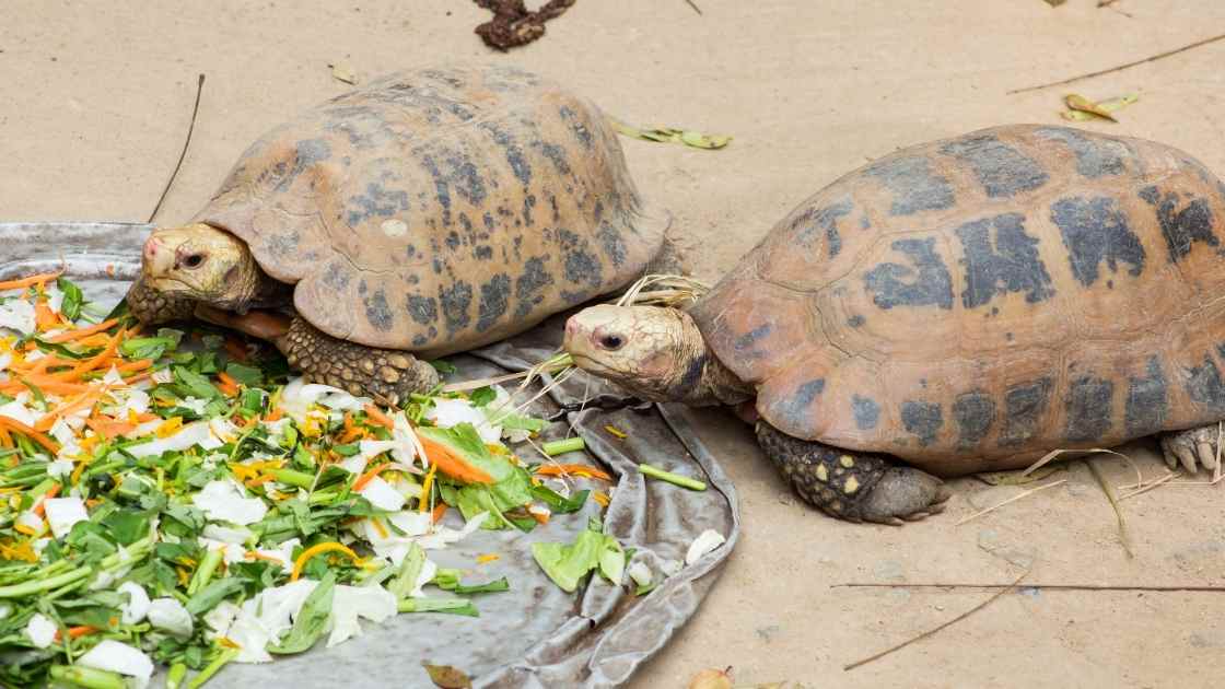 Can Turtles Eat Bread? You are playing with his life