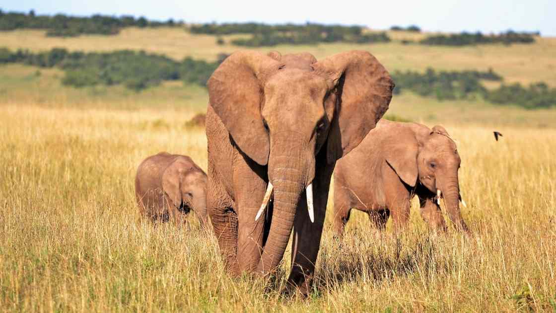 How Tall is an Elephant