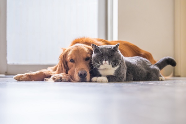 How To Tell If A Dog Is Aggressive Towards Cats